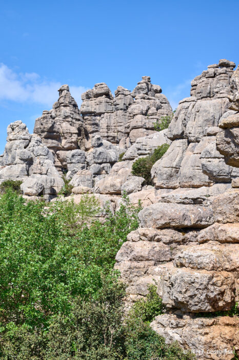 Torcal-NZ6_5870 Tall, rugged limestone rock formations rise above green shrubs under a bright blue sky with a few clouds.