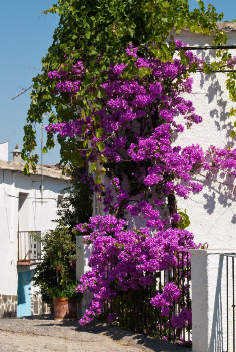 A vibrant bougainvillaea with bright purple flowers climbs the white wall of a building in Pitres on a sunny day, with more white buildings and greenery in the background.