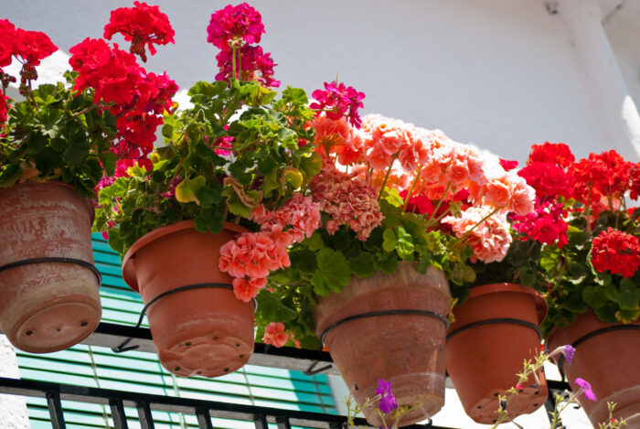 Terracotta pots filled with vibrant red and pink geraniums hang from a black metal railing against a white wall, with a teal window shutter partially visible in the background.