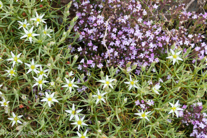 A patch of small star-shaped white flowers among green spiky leaves, with clusters of tiny purple flowers in the background. The image is labelled “Copyright RUG photos” in the bottom left corner.