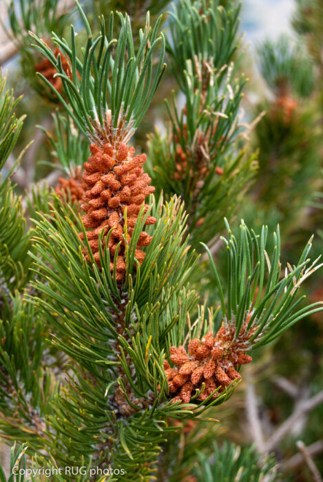 Close-up of pine tree branches with clusters of reddish-brown, immature pine cones surrounded by long, slender green needles. The background features more pine foliage out of focus.