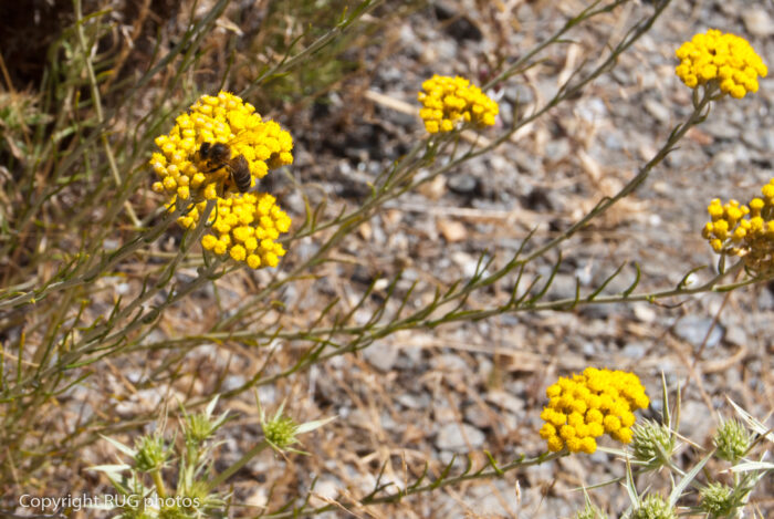 A bee collects nectar from small, bright yellow wildflowers with thin green stems, growing in a dry, rocky outdoor environment.