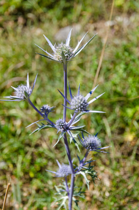 A spiky purple and green plant with thistle-like flowers growing in a grassy outdoor area, with blurred green vegetation in the background.