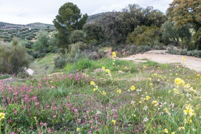 Wildflowers in yellow and pink bloom in a grassy field beside a dirt path, surrounded by green trees and rolling hills under a cloudy sky.