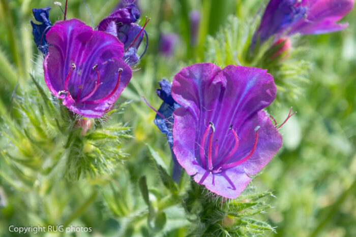 Close-up of two vibrant purple and pink wildflowers with spiky green stems and leaves, set against a blurred green background. The flower stamens and details are clearly visible.