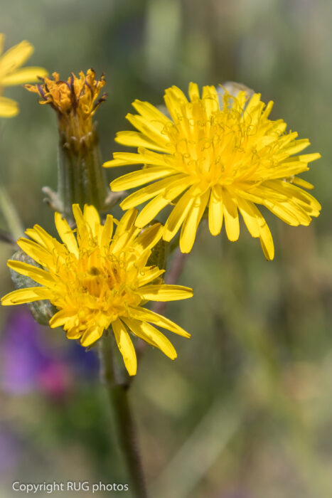 Two bright yellow dandelion flowers in focus, with one in full bloom and the other partially open. The background is blurred green foliage. Copyright RUG photos is written in the bottom left corner.