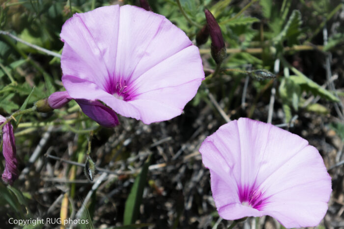 Two light purple morning glory flowers with dark pink centres bloom among green leaves and stems. Several flower buds are visible nearby. The photo is taken outdoors in natural light.