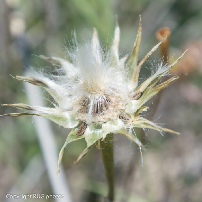 A close-up of a dried flower head with white, fluffy seeds ready to disperse. The background is blurred green and brown, with Copyright RUG photos text in the lower left corner.