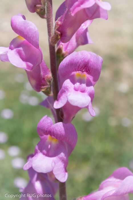 Close-up of a tall stem with clusters of light purple snapdragon flowers in bloom, showing their tubular shape and soft petal texture against a blurred green background.