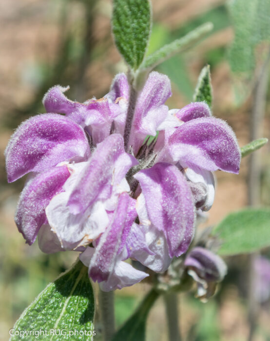 A close-up of a round flower with clusters of fuzzy, purple and white petals, surrounded by green leaves and stems. The background is blurred, highlighting the flower's texture. Copyright RUG.photos.