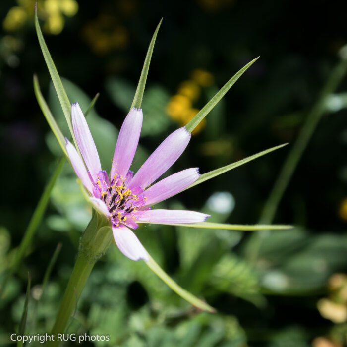A close-up of a purple wildflower with long, pointed green sepals and narrow petals, flowering against a blurred green and yellow background. Copyright RUG photos is visible in the lower left corner.