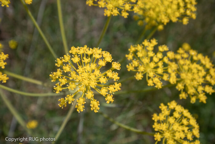 Close-up of clusters of small yellow flowers blooming on thin green stems, set against a blurred natural background. Copyright RUG photos is visible in the lower left corner.
