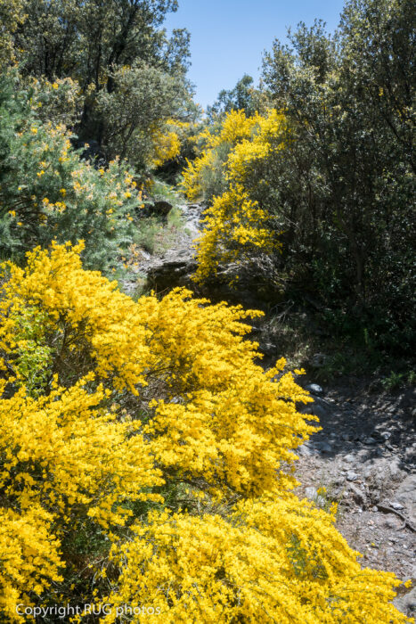 A narrow rocky path winds through dense bushes covered in bright yellow flowers under a clear blue sky, surrounded by green foliage and trees.