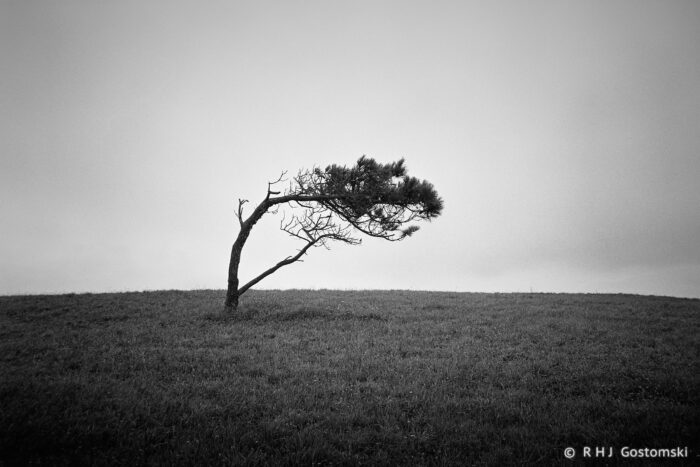 A lone, windswept tree stands on a grassy hill under a grey, overcast sky. The tree bends to the right, shaped by the wind. The scene is quiet and minimal, with fog blanking out the background&mdash;an overall sense of solitude.