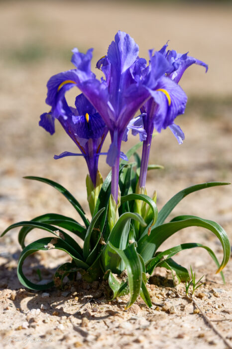 This was growing in the middle of a dirt track. How it survived I do not know A close-up of a cluster of vibrant purple iris flowers with yellow markings, growing from green, slender leaves in sandy soil. The background is blurred, highlighting the flower.