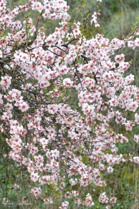 A dense cluster of delicate pink and white blossoms covers thin, dark branches, set against a blurred natural background of green and brown grass.