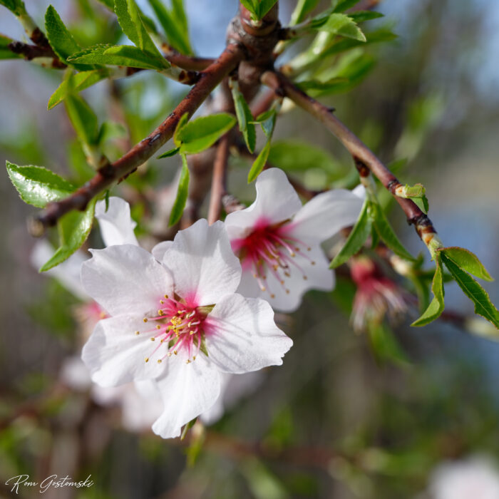 Almond blossom Close-up of delicate white and pink cherry blossoms on a tree branch with green leaves, set against a blurred outdoor background.