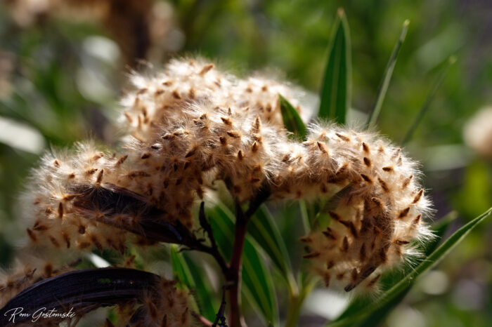 A close-up of fluffy, brown seed pods with small spikes, surrounded by green leaves and blurred greenery in the background, sunlight highlighting the textures.