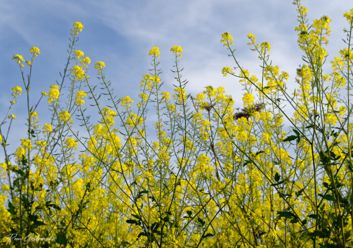 Tall yellow wildflowers bloom under a blue sky with wispy clouds, their slender green stems reaching upwards. The bright flowers create a vibrant, cheerful scene in a sunny outdoor setting.