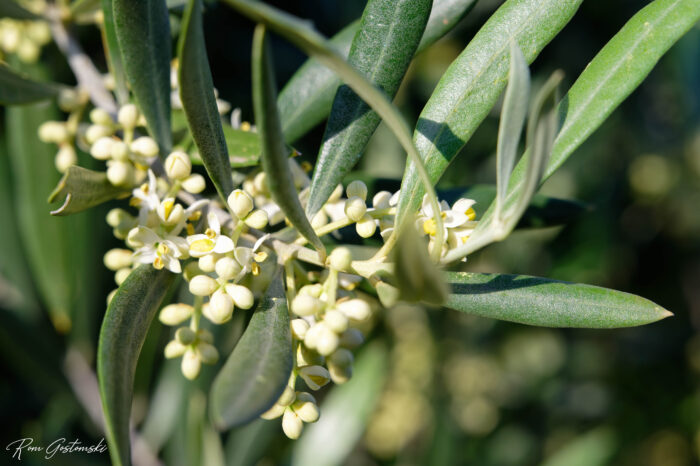 Olive blossom, small and delicate Close-up of olive tree branches with clusters of small white-yellow flowers and elongated green leaves, photographed in natural sunlight.