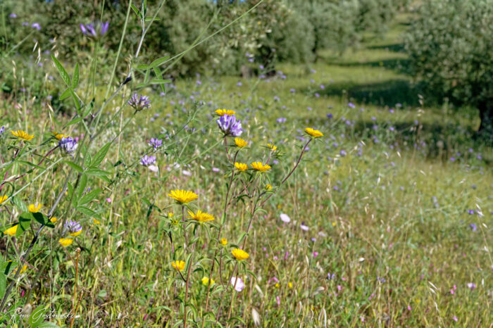 Wildflowers, including yellow and purple blooms, grow in a sunlit meadow with tall green grass. The background shows scattered trees and more wildflowers, creating a vibrant, natural landscape.