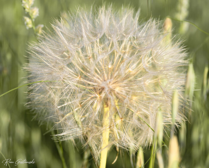 Close-up of a dandelion clock with delicate, white seeds against a blurred green background of grass.