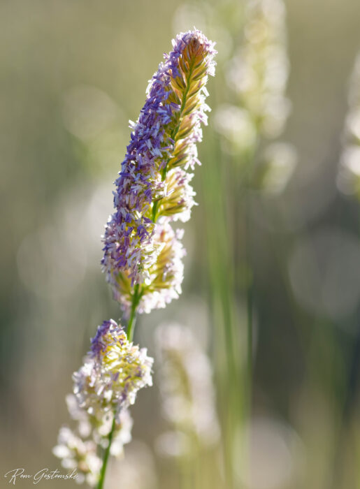 A close-up of a flowering grass stalk with delicate purple and white blossoms, set against a soft-focus green and beige background. Sunlight highlights the textures and colours on the plant.