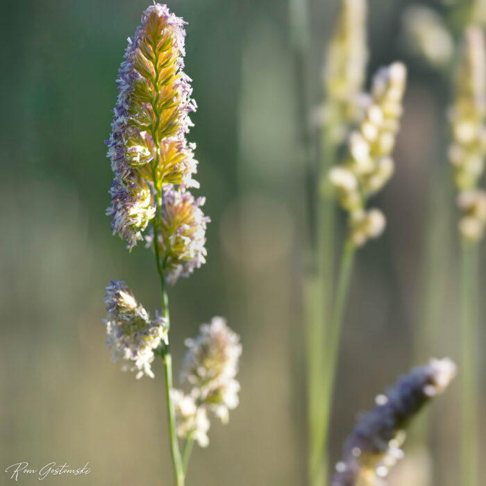 Close-up of tall, flowering grass stems with delicate, fluffy seed heads in soft sunlight, set against a blurred green and beige background.
