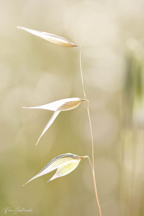 A close-up of a delicate grass stem with three pale, translucent seed heads, set against a soft, blurred beige background. The light highlights the fine veins and details of each seed.