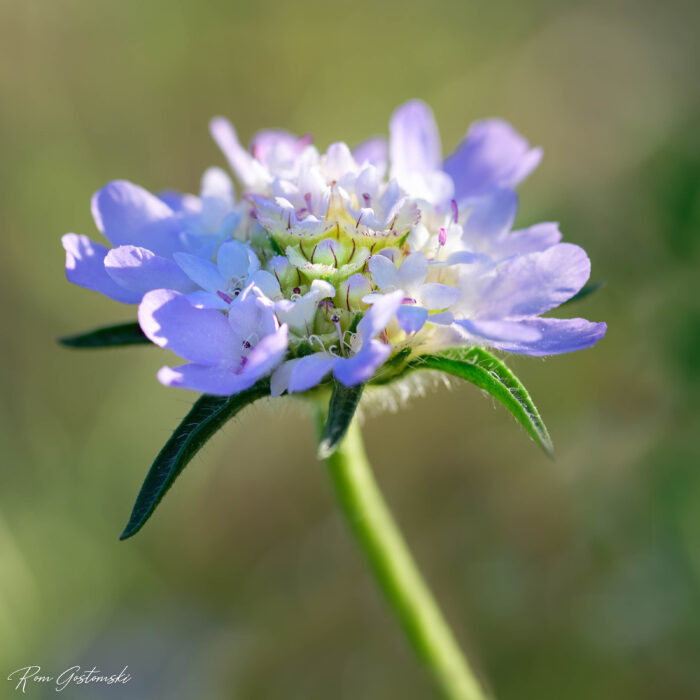 A close-up of a delicate, lavender-coloured flower with light purple petals and green leaves, set against a blurred green background.
