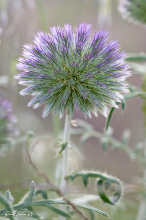 A close-up of a spherical wildflower with spiky purple and green petals, set against a soft, blurred natural background with stems and leaves.