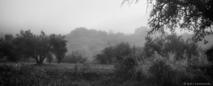 A misty landscape in black and white shows silhouetted trees and tall grasses. Rolling hills fade into the foggy background, creating a calm and mysterious atmosphere.