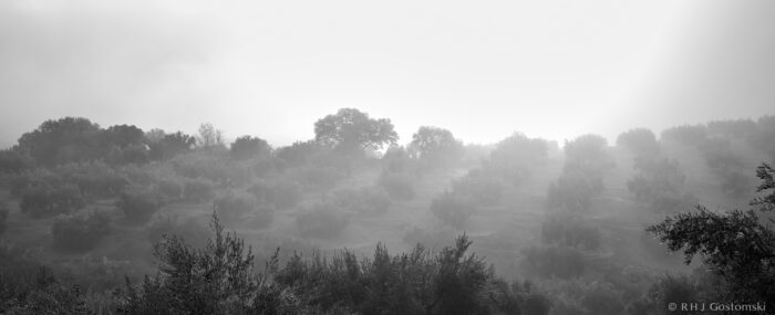 Black-and-white photo of a hillside dotted with scattered trees and olive groves, partially obscured by fog. The mist creates a soft, dreamy atmosphere with blurred outlines and diffused light.