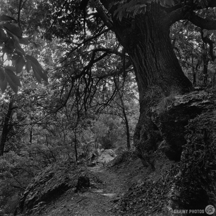 A Centenary Chestnut Tree by the Path A black and white photo of a forest trail winding past a large, gnarled centenary chestnut tree with thick branches and textured bark. Dense foliage surrounds the path, creating a serene, natural atmosphere.