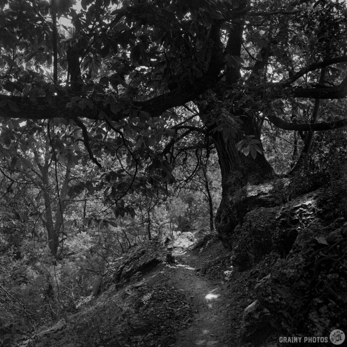 A majestic centenary chestnut tree with gnarled branches A black and white photo of a rugged forest path winding beneath a centenary chestnut tree with gnarled branches and thick foliage. Sunlight filters through the leaves, creating dappled shadows on the ground.