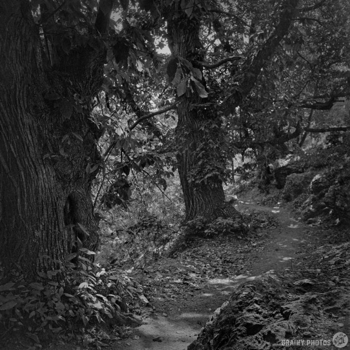 Centenary Chestnut Trees beside a Forest path A black and white photo shows a forested path winding between large, textured centenary chestnut trees with dense foliage and dappled sunlight on the ground.