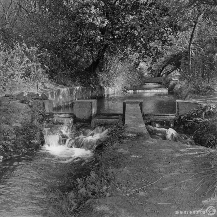An Acequia Flowing over a Concrete Weir A black and white photo of a small acequia flowing over a concrete weir, surrounded by trees and vegetation, with sunlight filtering through the branches. The water continues downstream over rocks.