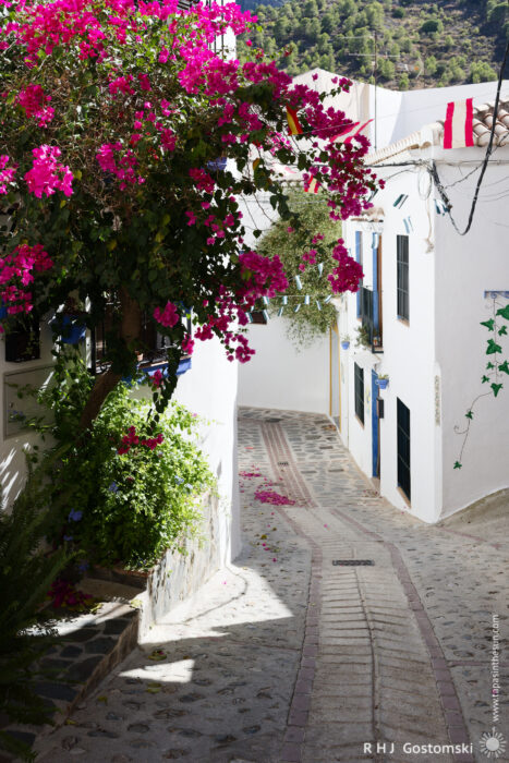 Bougainvillea in bloom with petals blown along the narrow street A narrow, sunlit cobbled street in Guájar-Faragüit is lined with whitewashed buildings and a vibrant bougainvillea tree, its pink flowers cascading over the path, creating a picturesque Mediterranean scene.