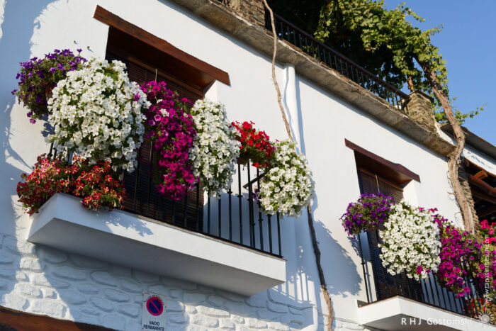 Flower boxes on balconies Sunlit white building facade with two small balconies overflowing with cascading white, pink, purple and red flowers, dark wooden shutters and a climbing vine against a bright blue sky.