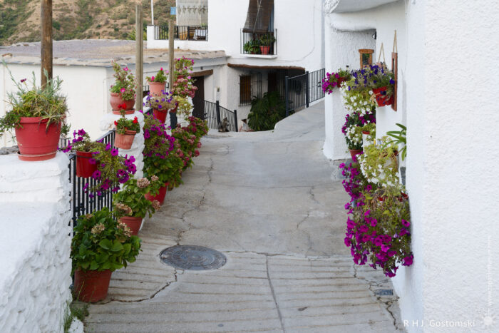 Narrow street with whitewashed walls, lined with colourful potted flowers and plants Narrow whitewashed lane in Capileira bordered by terracotta pots and hanging baskets overflowing with purple, pink and white flowers, a sloping concrete path with iron railings and balconies, and a small cat sitting near the far end.