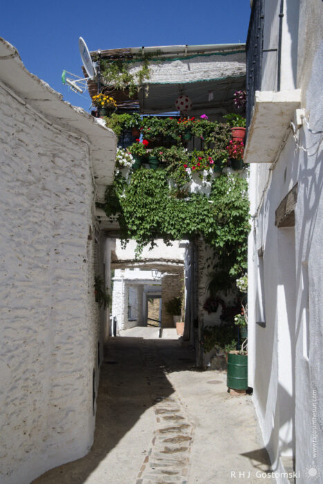 Tinao over the alley A narrow, sunlit alleyway with whitewashed walls, colourful potted flowers and green vines hanging from a tinao above, leading to a bright open area under a clear blue sky.