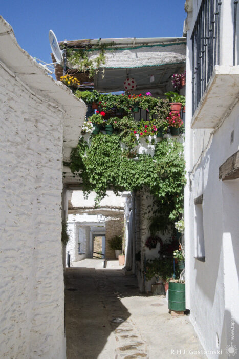 Tinaos over an alley A narrow alleyway between whitewashed buildings is decorated with lush green plants and colourful flowers on a traditional tinao above. Bright sunlight casts shadows, and a clear blue sky is visible overhead.