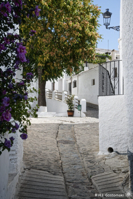 A narrow street in Capileira A narrow cobbled street lined with whitewashed buildings, vibrant purple flowers, and a tree with green leaves in a sunny Spanish village.