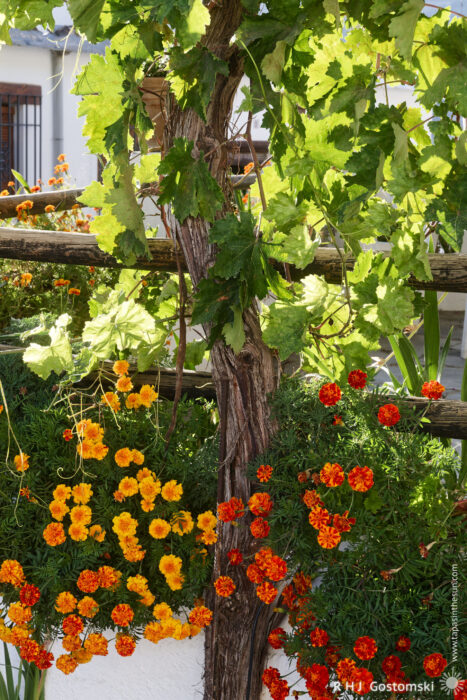 Backlit vine leaves Bright orange marigolds bloom at the base of a wooden vine trellis with large green grape leaves, in a sunlit garden with a white building in the background.