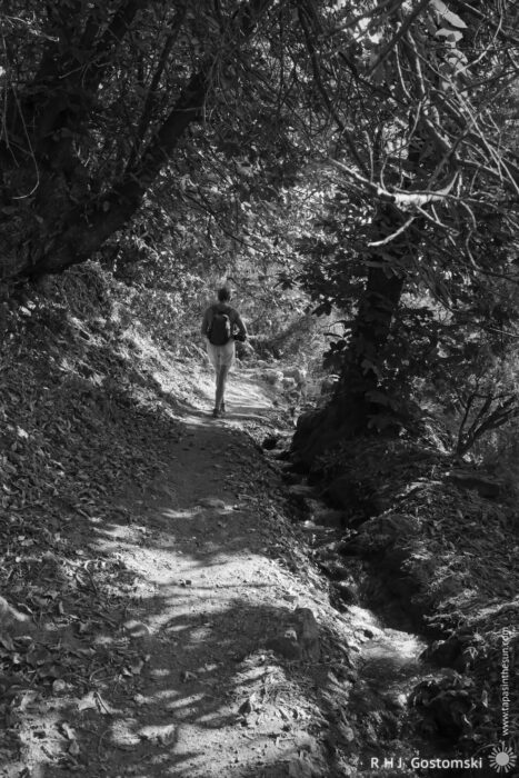 Solitary Walk in a Shaded Forest Path A hiker walks along a narrow trail surrounded by trees, capturing the essence of a peaceful hike. The scene is in black and white, emphasizing the play of light and shadows on the path and foliage.