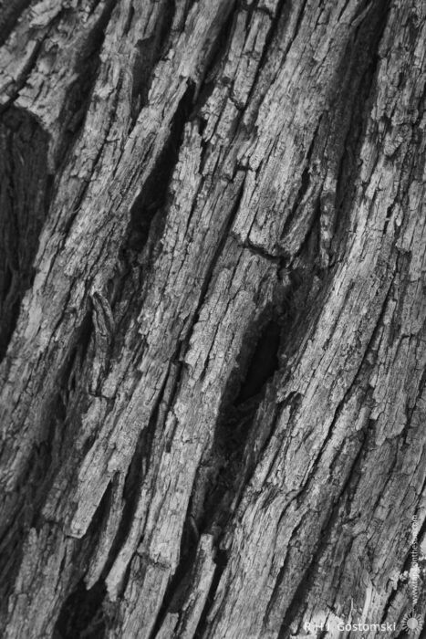 Textured Chestnut Tree Bark Close-Up A close-up image of textured chestnut tree bark showcasing deep grooves, cracks, and varying shades of gray and brown. The intricate patterns highlight the natural detail and ruggedness of the surface.