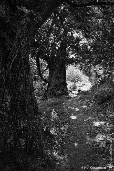 Shaded Trail Flanked by Majestic Chestnut Trees A narrow dirt path winds between two large, textured chestnut trees with lush foliage above. The ground is scattered with dry leaves, and the surrounding area features patches of grass and small shrubs, creating a serene natural setting.