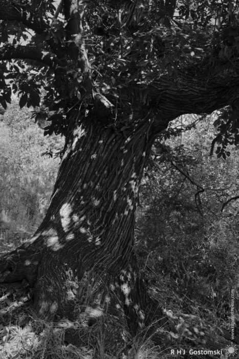 Majestic Chestnut Tree with Intricate Bark and Shadows A large, textured chestnut tree trunk with a gnarled surface, surrounded by lush green leaves and underbrush. Shadows play across the bark, creating a visually interesting contrast. The scene captures a natural, serene environment.