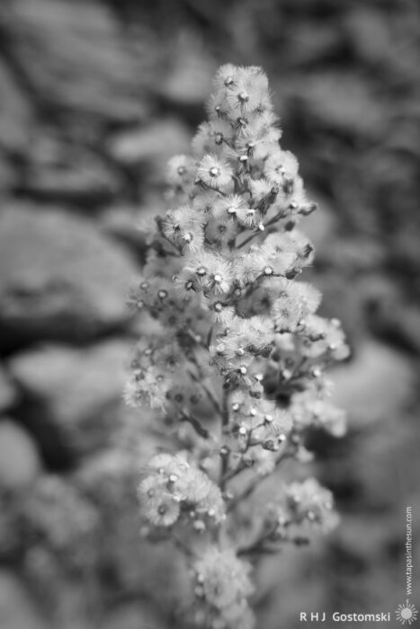 Delicate White Flower Cluster Against Rocky Background A close-up of a flowering plant with clusters of small white flowers surrounded by feathery buds. The background consists of rocky terrain, enhancing the natural setting.