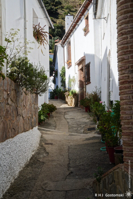 Charming Whitewashed Alleyway with Lush Greenery A narrow, charming alleyway lined with whitewashed houses and potted plants, leading towards a distant corner. The sunlight casts gentle shadows, highlighting the rustic stone wall on one side and greenery on both sides, creating a serene atmosphere.